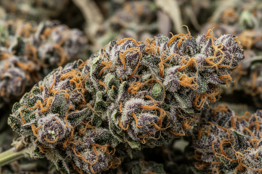 WEED CBD Californien 2E le G / 100G